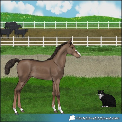 Horse Color:Liver Red Dun Rabicano 