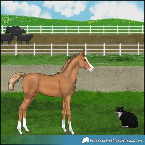 Horse Color:Chestnut Splash 