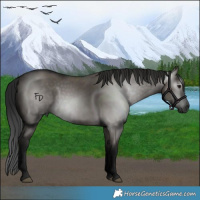 Horse Color:Gray Grullo
