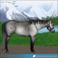 Horse Color:Gray Grullo