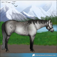 Horse Color:Gray Grullo 