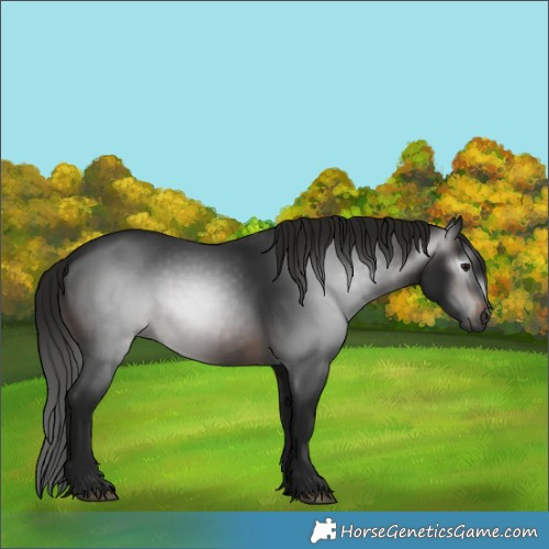 Horse Color:Gray White Spotted Brown 
