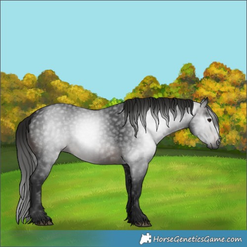 Horse Color:Gray White Spotted Brown 