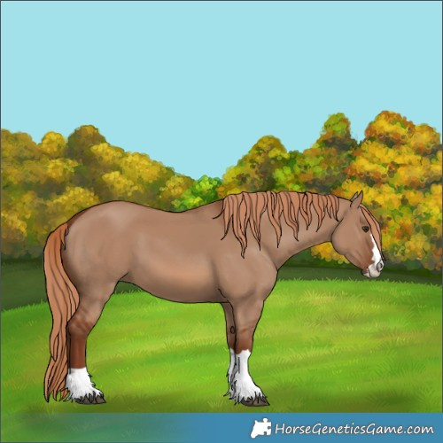 Horse Color:Red Dun 