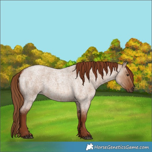 Horse Color:Red Dun Roan