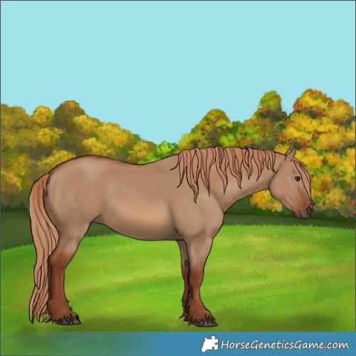 Horse Color:Red Dun 