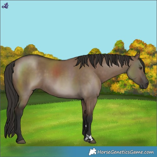 Horse Color:Liver Red Dun Rabicano 