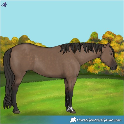 Horse Color:Liver Red Dun Rabicano