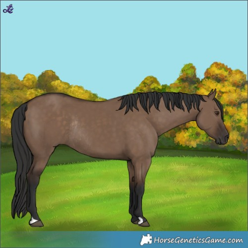 Horse Color:Liver Red Dun Rabicano