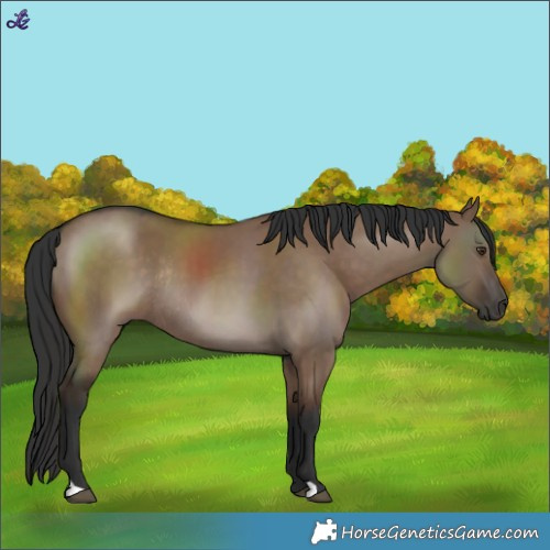 Horse Color:Liver Red Dun Rabicano 