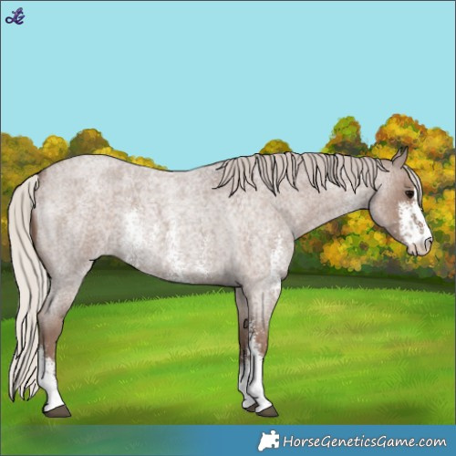 Horse Color:Silver Blue Roan Sabino