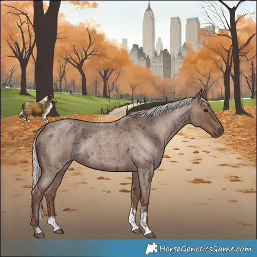Horse Color:Silver Blue Roan Sabino 