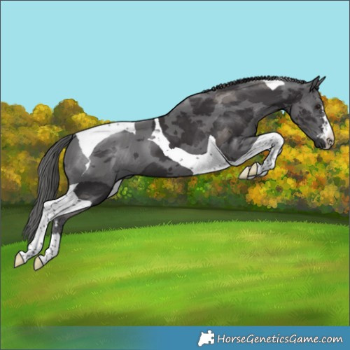 Horse Color:Smoky Black Merle Tobiano 