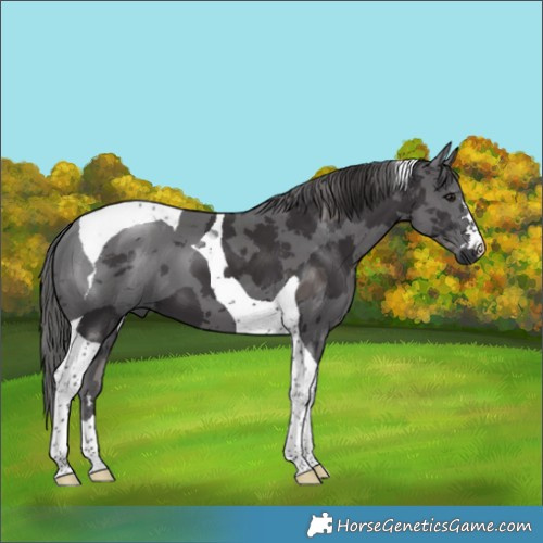 Horse Color:Smoky Black Merle Tobiano 