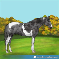Horse Color:Smoky Black Merle Tobiano