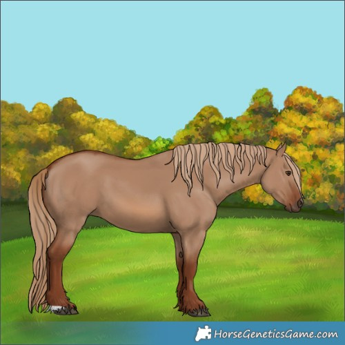 Horse Color:Red Dun 