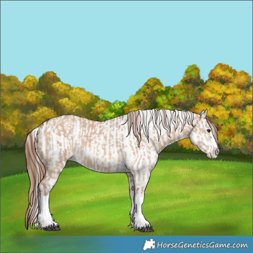 Horse Color:Red Dun Splash  and Red Dun Splash 