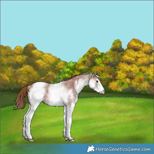 Horse Color:White Spotted Chestnut Sabino 