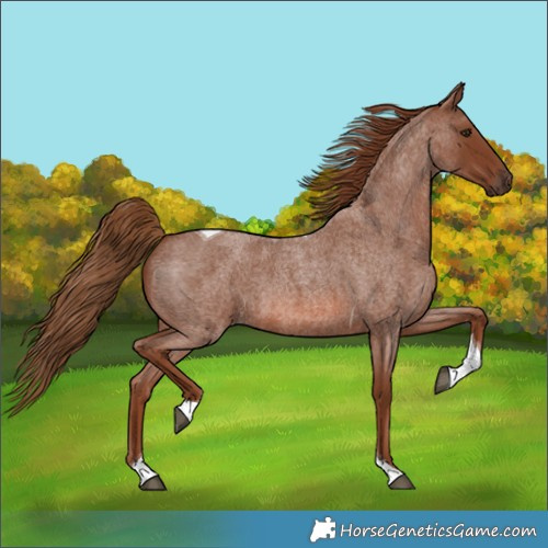 Horse Color:Red Roan Tobiano 