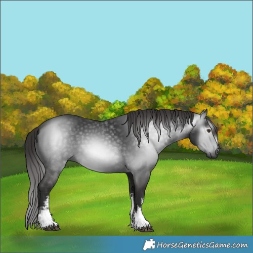 Horse Color:Gray White Spotted Liver Chestnut 