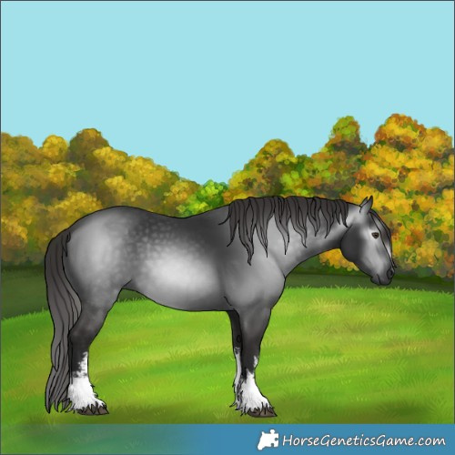Horse Color:Gray White Spotted Liver Chestnut 