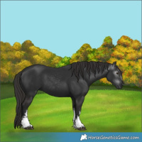 Horse Color:Gray White Spotted Liver Chestnut
