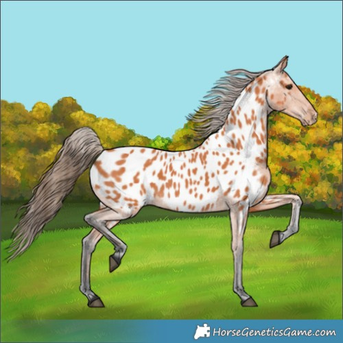Horse Color:Bay Appaloosa 