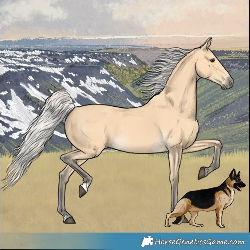 Horse Color:Silver Buckskin 