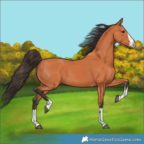 Horse Color:Bay 
