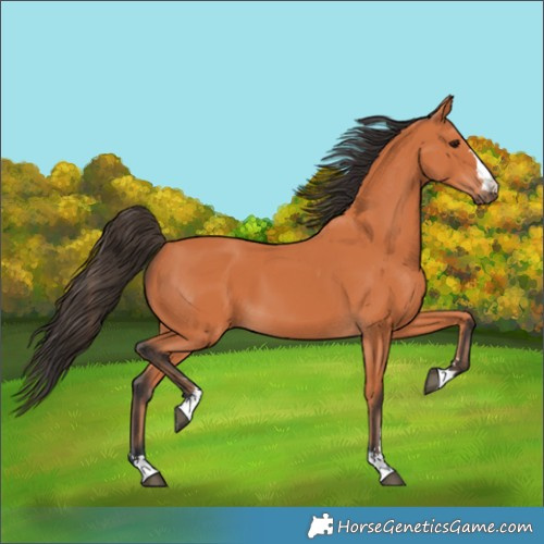 Horse Color:Bay 