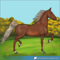 Horse Color:Chestnut 