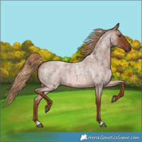 Horse Color:Red Roan 
