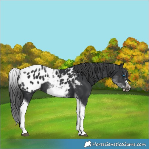Horse Color:White Spotted Black Splash Tobiano Frame Appaloosa 