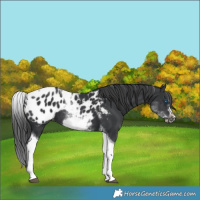 Horse Color:White Spotted Black Splash Tobiano Frame Appaloosa 