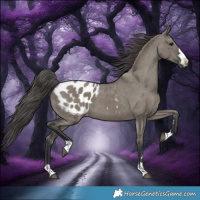 Horse Color:Grullo Appaloosa 