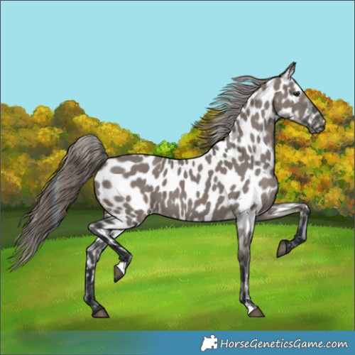 Horse Color:Grullo Near Leopard 