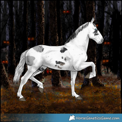 Horse Color:Black Merle 
