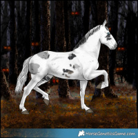 Horse Color:Black Merle