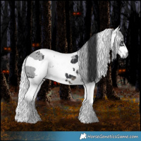 Horse Color:Black Merle