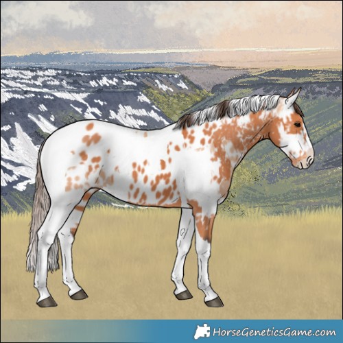 Horse Color:Bay Splash Tobiano Appaloosa  and Amber Champagne Splash Tobiano Appaloosa 