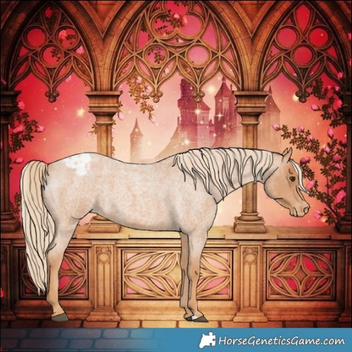 Horse Color:Red Roan Appaloosa 