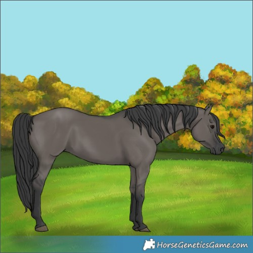 Horse Color:Grullo Rabicano 