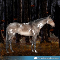 Horse Color:White Spotted Brown Dun Merle Rabicano 