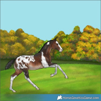 Horse Color:Bay Splash Tobiano Blanket Rabicano 