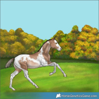 Horse Color:Brown Snowdrop Pearl Splash Tobiano Blanket Rabicano 