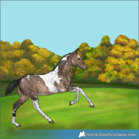 Horse Color:White Spotted Brown Dun Tobiano Appaloosa Rabicano