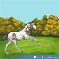 Horse Color:White Spotted Brown Dun Splash Tobiano Rabicano 