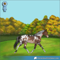 Horse Color:White Spotted Bay Appaloosa Rabicano 