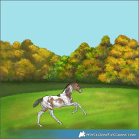 Horse Color:White Spotted Bay Dun Tobiano Varnish Rabicano 