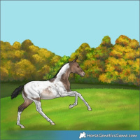 Horse Color:Bay Dun Tobiano Snowcap Rabicano 